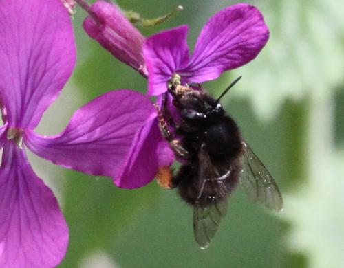 Anthophora plumipes